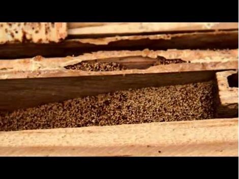 Descupinizadora em São Mateus