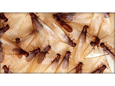 Descupinização Profissional na Cidade Vargas