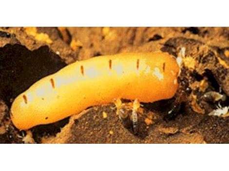 Serviços de Descupinização na Lapa