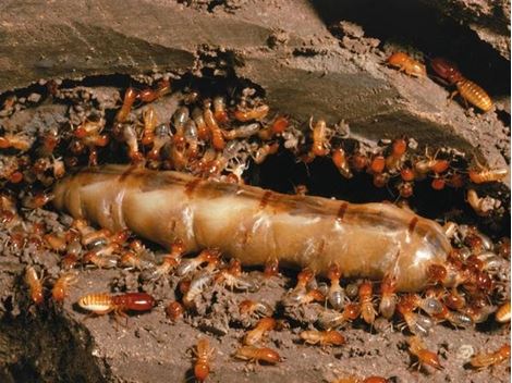 Serviços de Descupinização na Vila Nova Conceição