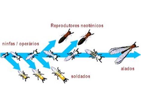 Serviços de Descupinização no Cambuci