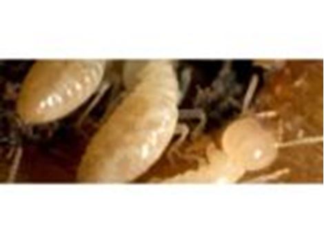Serviços de Descupinização no Jardim Guedala
