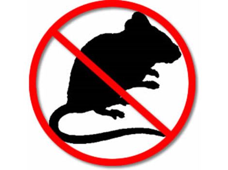Controle de Ratos em Artur Alvim