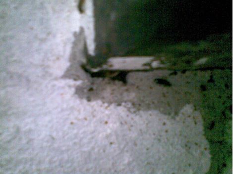 Dedetizadora Especializada na Casa Verde