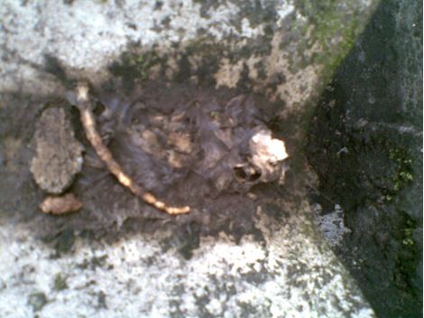 Desratizadora na Vila São José