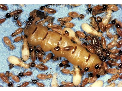 Serviços de Dedetizadora no Jardim Peri Peri
