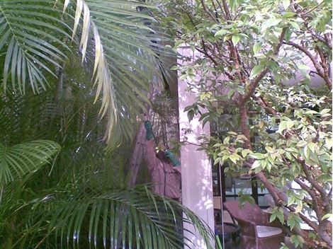  Dedetizadora no Jardim São Paulo