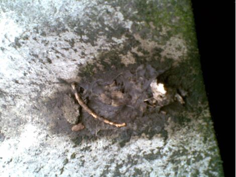 Controladora de Ratos em Barueri