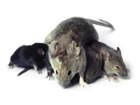 Ratos e Roedores em Guarulhos