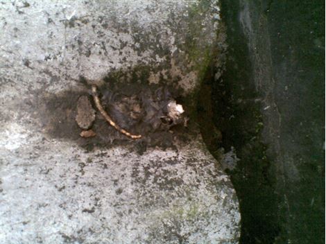 Desratizar em Mairiporã