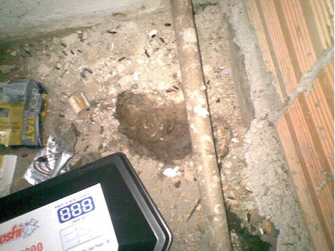 Ratos e Roedores em Santa Isabel