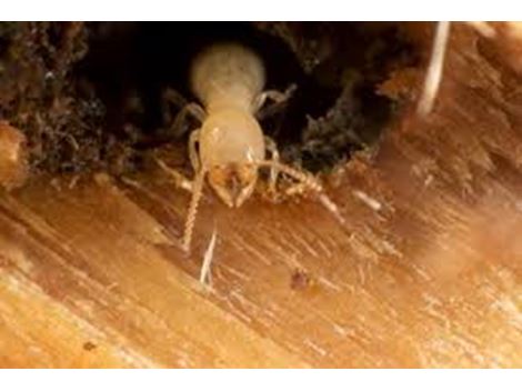 Controladora de Cupim em São Caetano do Sul