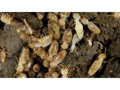 Controle de Brocas em Taboão da Serra